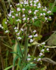 Fotografia da espécie Centranthus calcitrapae