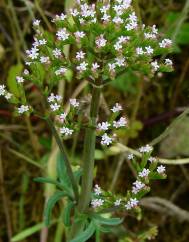 Centranthus calcitrapae subesp. calcitrapae