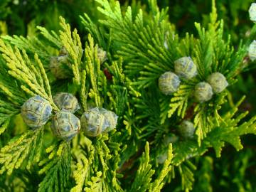 Fotografia da espécie Chamaecyparis lawsoniana