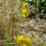 Fotografia 5 da espécie Chondrilla juncea do Jardim Botânico UTAD