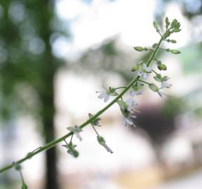 Fotografia da espécie Circaea lutetiana subesp. lutetiana