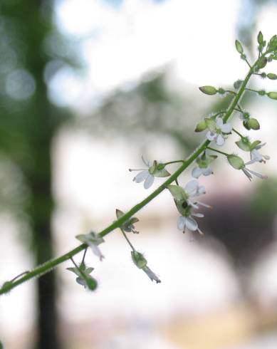 Fotografia de capa Circaea lutetiana subesp. lutetiana - do Jardim Botânico