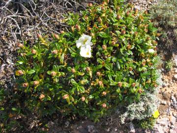 Fotografia da espécie Cistus ladanifer subesp. sulcatus