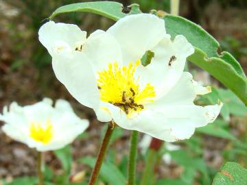 Fotografia da espécie Cistus populifolius subesp. populifolius