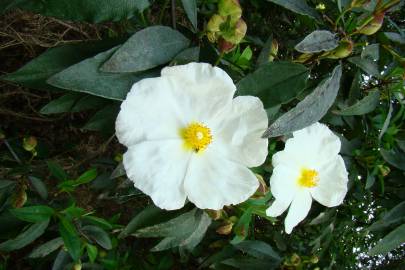 Fotografia da espécie Cistus populifolius subesp. populifolius