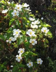 Cistus populifolius subesp. populifolius