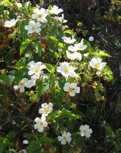 Fotografia de capa Cistus populifolius subesp. populifolius - do Jardim Botânico