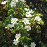 Fotografia 1 da espécie Cistus populifolius subesp. populifolius do Jardim Botânico UTAD