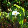 Fotografia 9 da espécie Cistus populifolius subesp. populifolius do Jardim Botânico UTAD