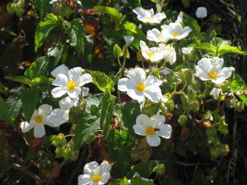 Fotografia da espécie Cistus populifolius subesp. populifolius