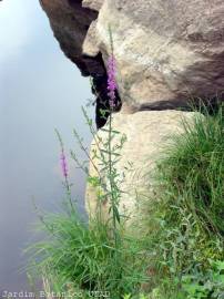 Fotografia da espécie Lythrum salicaria