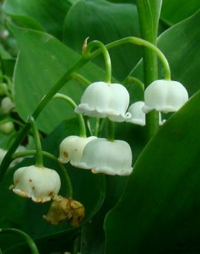 Fotografia 5 da espécie Convallaria majalis no Jardim Botânico UTAD