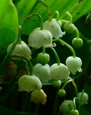 Fotografia 6 da espécie Convallaria majalis no Jardim Botânico UTAD