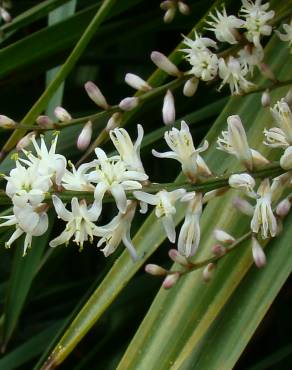 Fotografia 4 da espécie Cordyline australis no Jardim Botânico UTAD