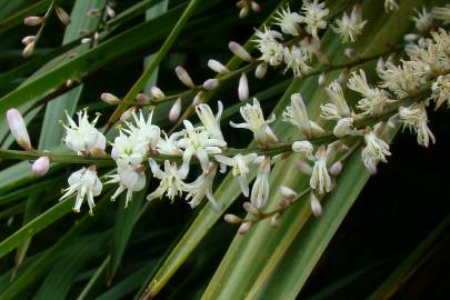 Fotografia da espécie Cordyline australis