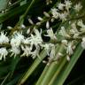 Fotografia 4 da espécie Cordyline australis do Jardim Botânico UTAD