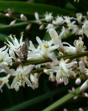 Fotografia 5 da espécie Cordyline australis no Jardim Botânico UTAD