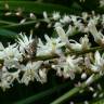 Fotografia 5 da espécie Cordyline australis do Jardim Botânico UTAD