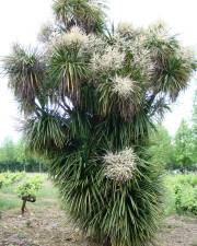 Fotografia da espécie Cordyline australis