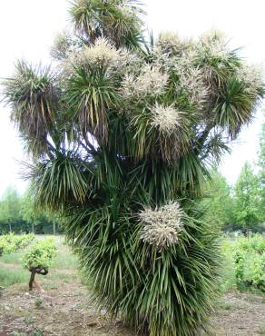 Fotografia 1 da espécie Cordyline australis no Jardim Botânico UTAD