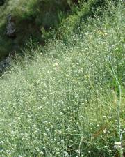 Fotografia da espécie Crambe hispanica