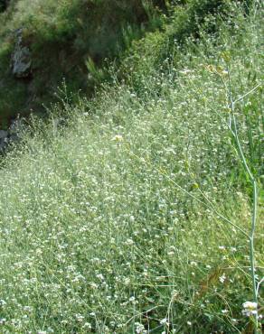 Fotografia 1 da espécie Crambe hispanica subesp. glabrata no Jardim Botânico UTAD