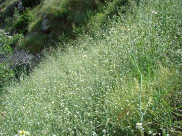 Fotografia da espécie Crambe hispanica subesp. glabrata