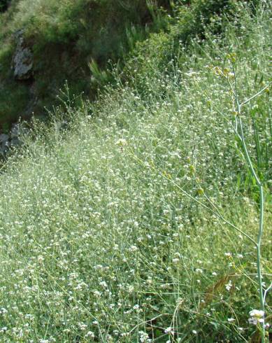 Fotografia de capa Crambe hispanica subesp. glabrata - do Jardim Botânico