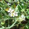 Fotografia 3 da espécie Crambe hispanica subesp. glabrata do Jardim Botânico UTAD