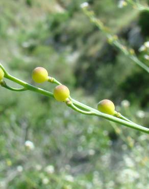 Fotografia 4 da espécie Crambe hispanica subesp. glabrata no Jardim Botânico UTAD