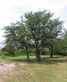 Fotografia da espécie Crataegus monogyna