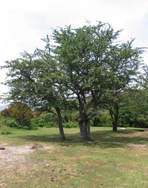 Fotografia 3 da espécie Crataegus monogyna no Jardim Botânico UTAD