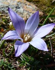 Crocus carpetanus