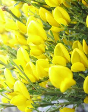 Fotografia 5 da espécie Cytisus oromediterraneus no Jardim Botânico UTAD