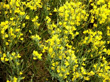 Fotografia da espécie Cytisus oromediterraneus