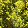 Fotografia 6 da espécie Cytisus oromediterraneus do Jardim Botânico UTAD