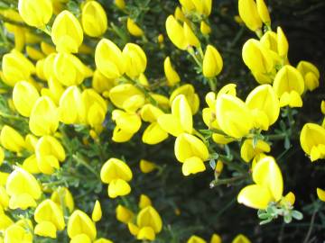 Fotografia da espécie Cytisus oromediterraneus