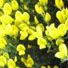 Fotografia 7 da espécie Cytisus oromediterraneus do Jardim Botânico UTAD