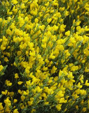 Fotografia 8 da espécie Cytisus oromediterraneus no Jardim Botânico UTAD