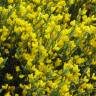 Fotografia 8 da espécie Cytisus oromediterraneus do Jardim Botânico UTAD