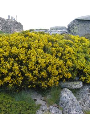 Fotografia 9 da espécie Cytisus oromediterraneus no Jardim Botânico UTAD