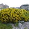 Fotografia 9 da espécie Cytisus oromediterraneus do Jardim Botânico UTAD