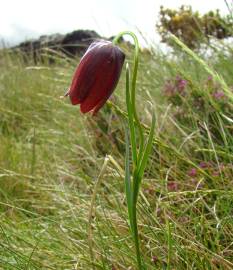 Fotografia da espécie Fritillaria lusitanica var. lusitanica