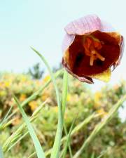 Fotografia da espécie Fritillaria lusitanica