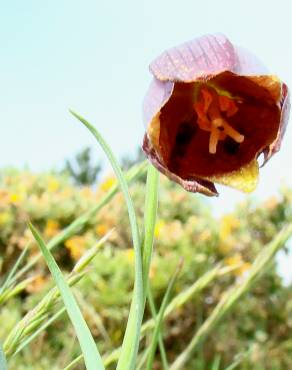 Fotografia 1 da espécie Fritillaria lusitanica var. lusitanica no Jardim Botânico UTAD