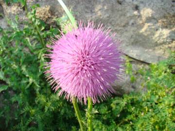 Fotografia da espécie Onopordum illyricum subesp. illyricum