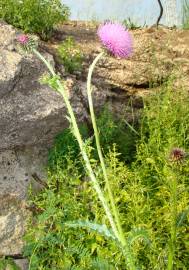 Fotografia da espécie Onopordum illyricum subesp. illyricum