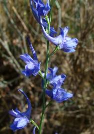 Fotografia da espécie Delphinium halteratum subesp. verdunense