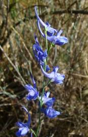 Fotografia da espécie Delphinium halteratum subesp. verdunense