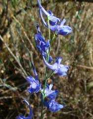 Delphinium halteratum subesp. verdunense